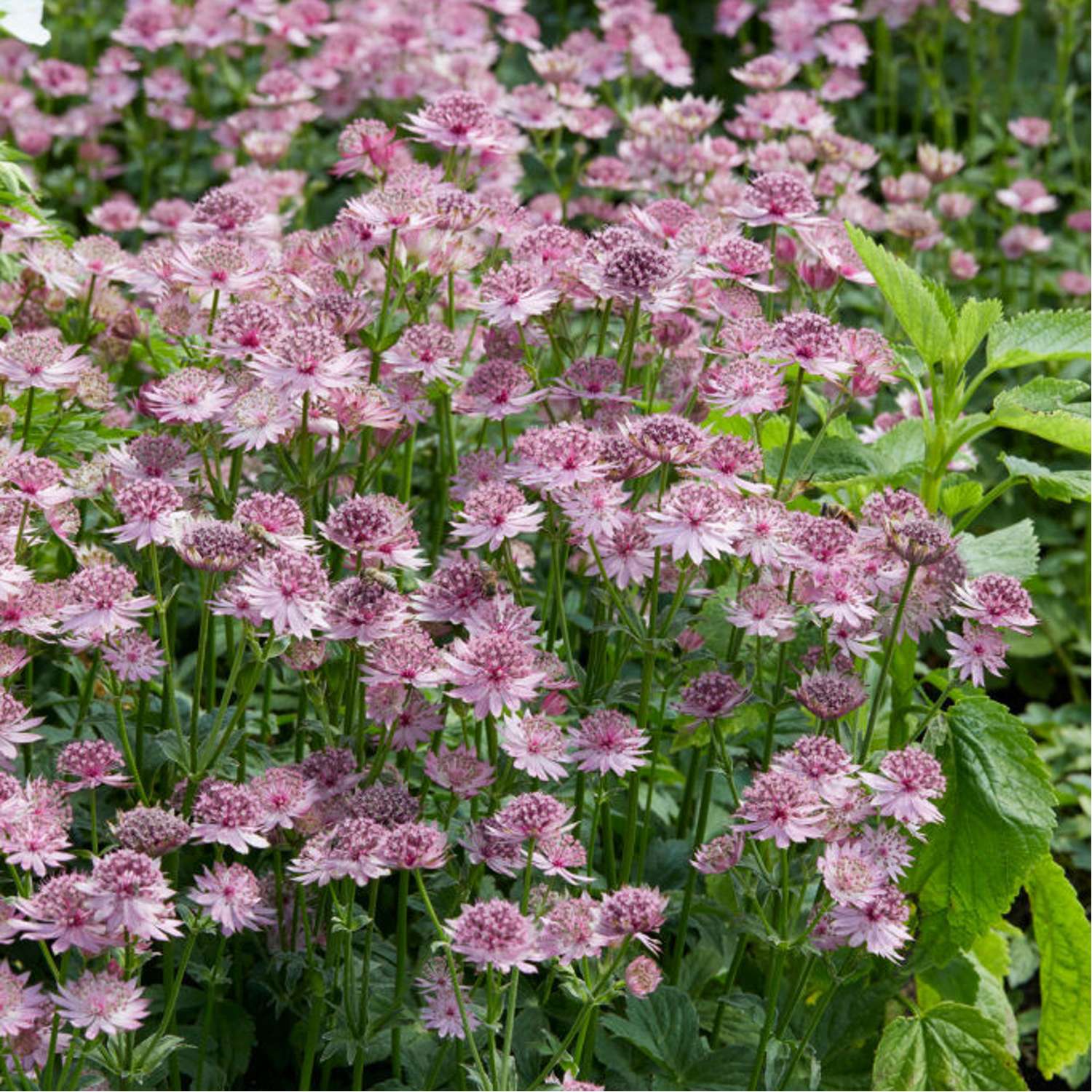 Stjerneskærm 'Roma' (Astrantia major)